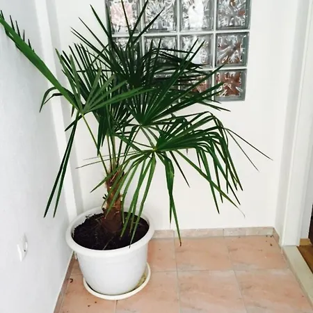Apartment Ap Mileta Tkon